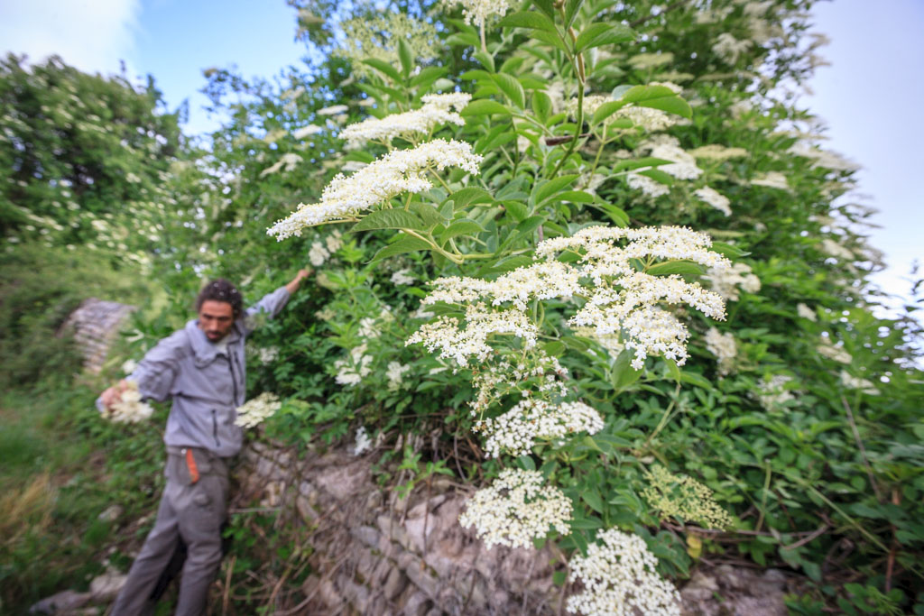 La récolte de fleurs de sureau