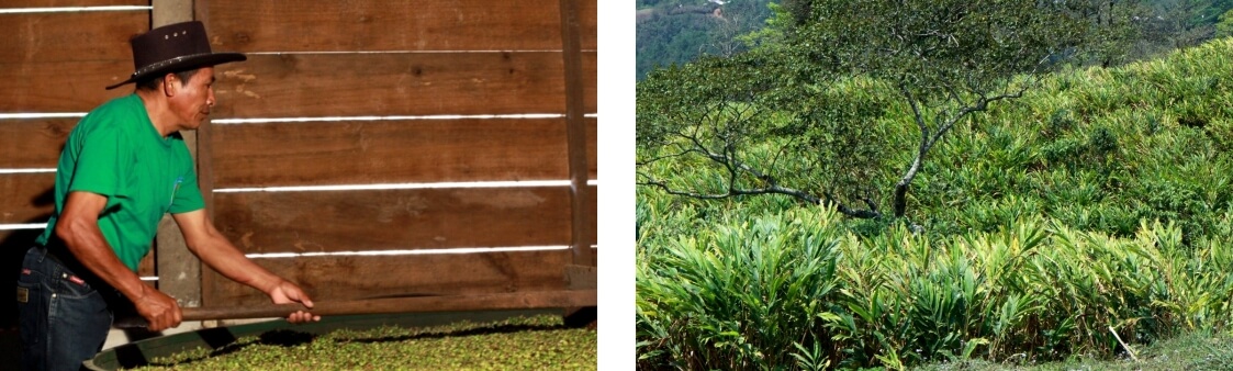 Paysans Producteurs Guatemala Fedecovera