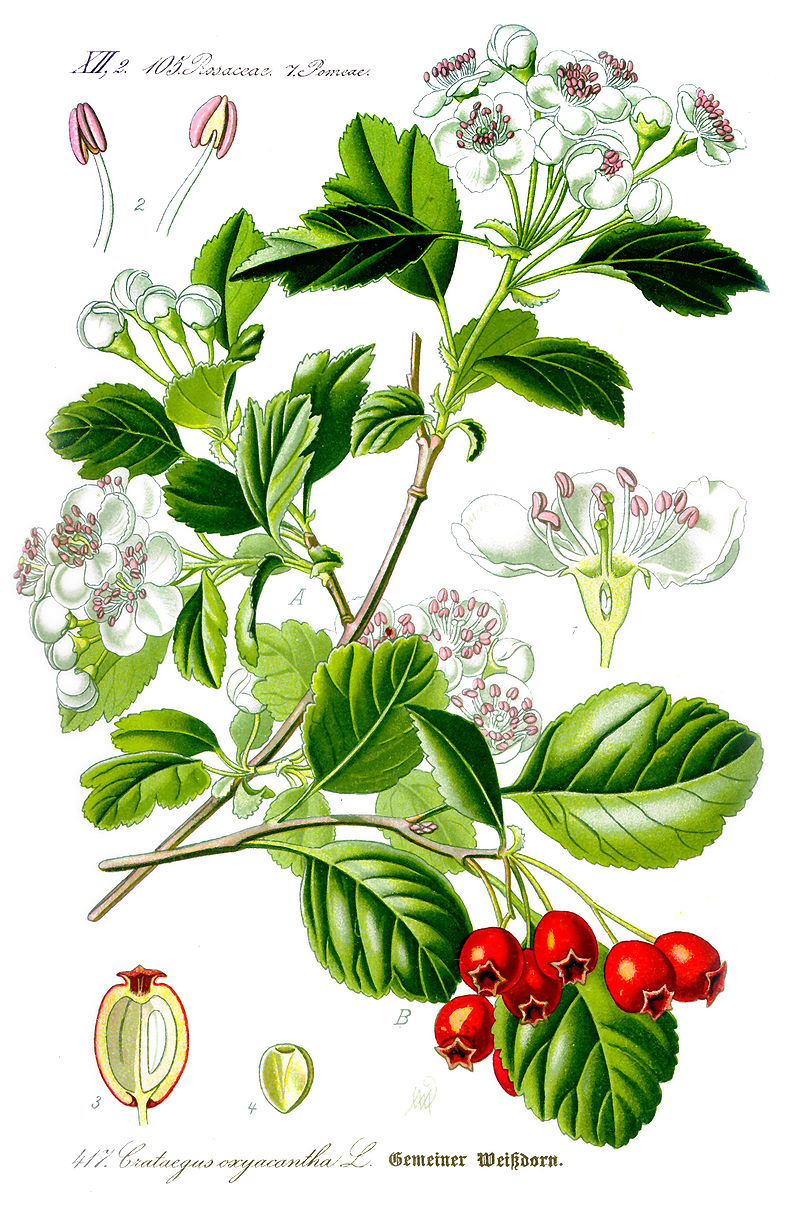 planche botanique aubépine