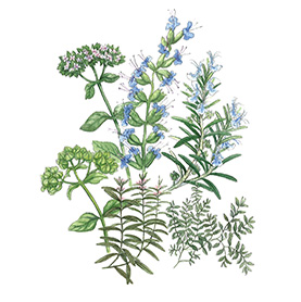 Arcadie herbes de provence bio aquarelle