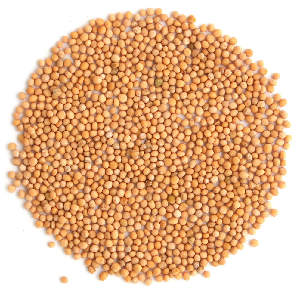 Arcadie moutarde jaune graines bio