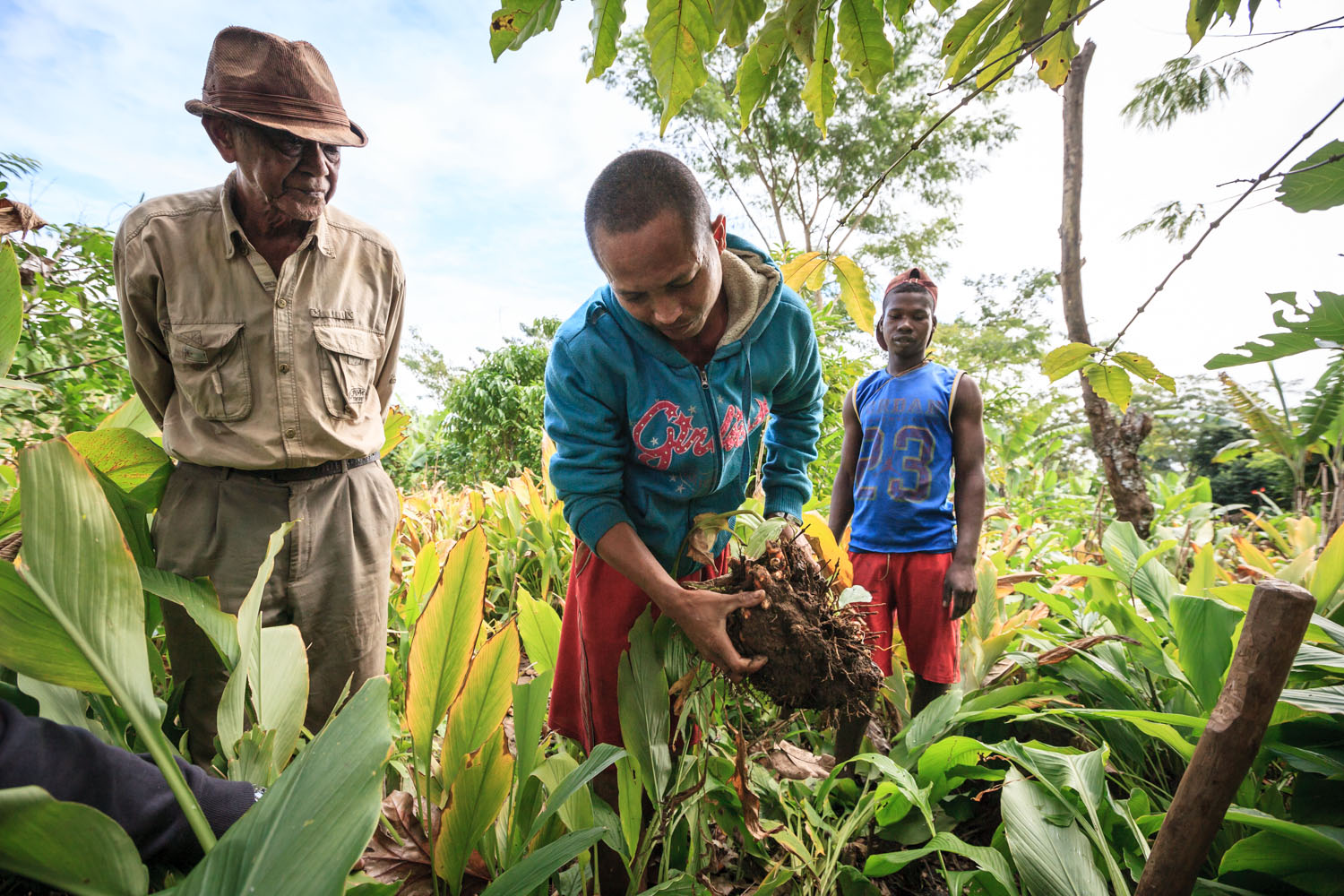 Curcuma Madagascar Recolte Curcuma Producteurs PhotoMaxBeaufey