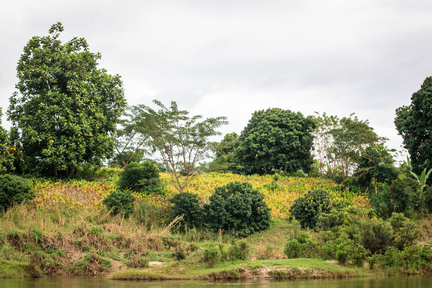 Parcelle de curcuma en bord de fleuve à Madagascar