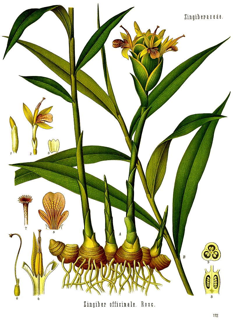 Gingembre Wikipedia Planche Botanique