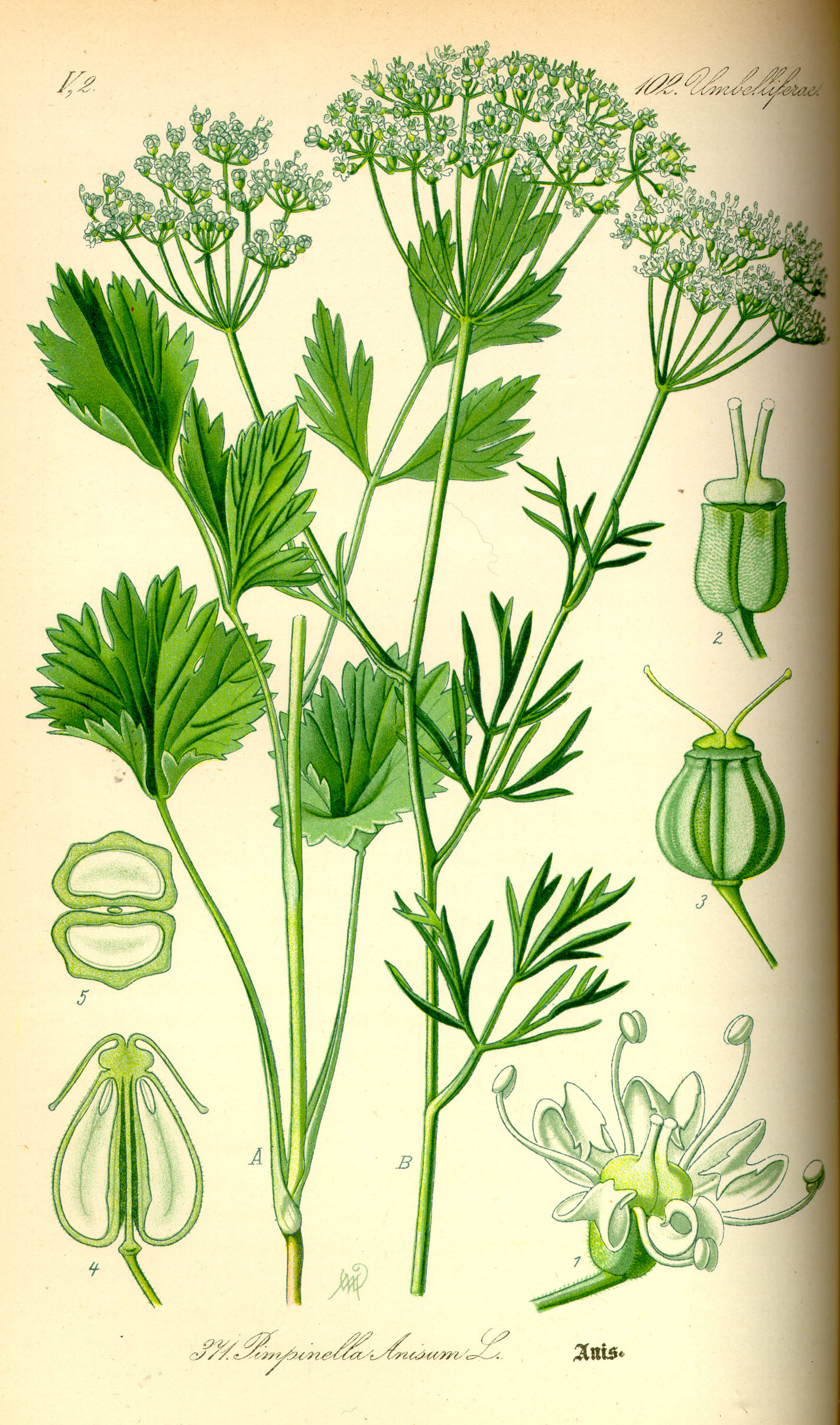 planche botanique anis vert