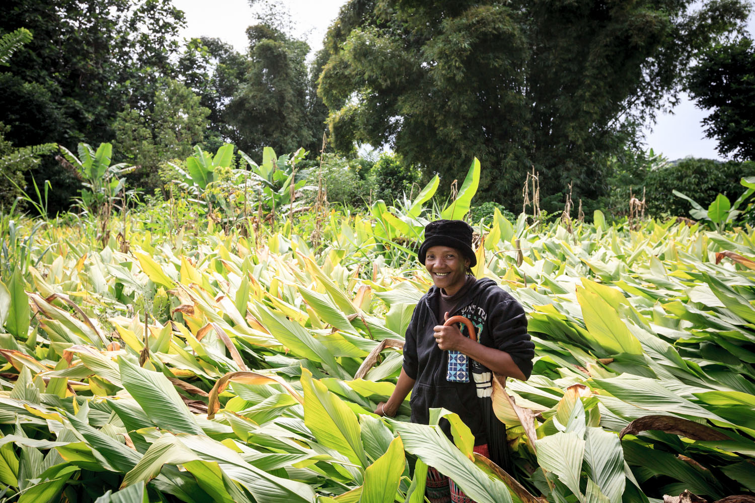 Parcelle Productrice Curcuma Bio Madagascar Cook