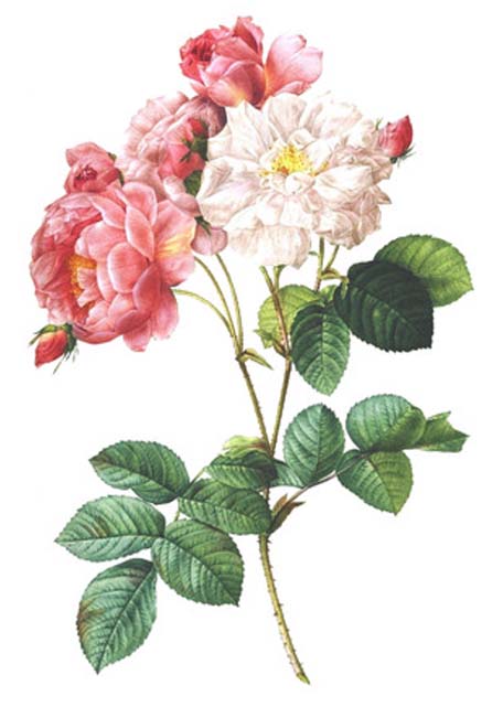 Planche botanique Rose de Damas