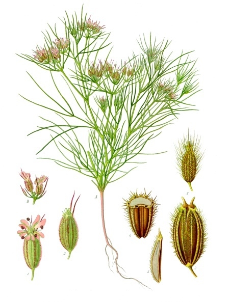 Planche Botanique Cumin Wikipedia