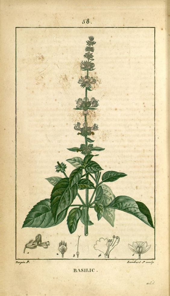 basilic planche botanique