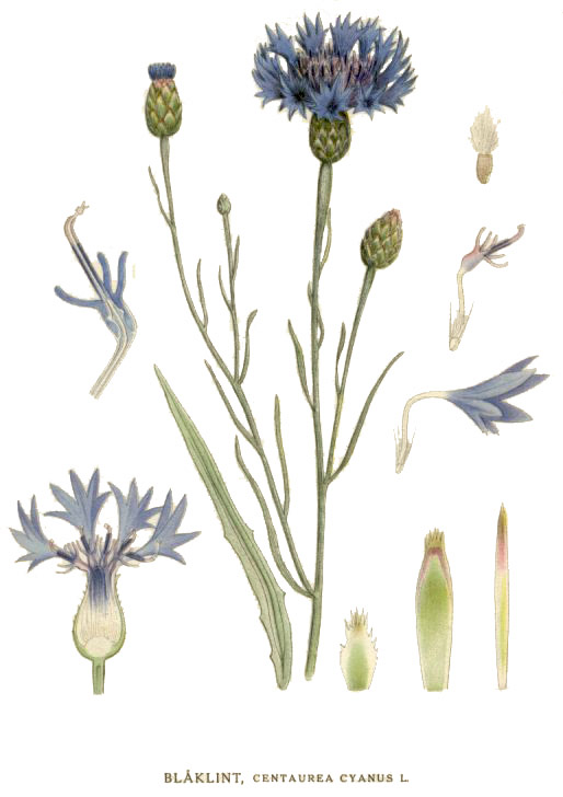 planche botanique bleuet