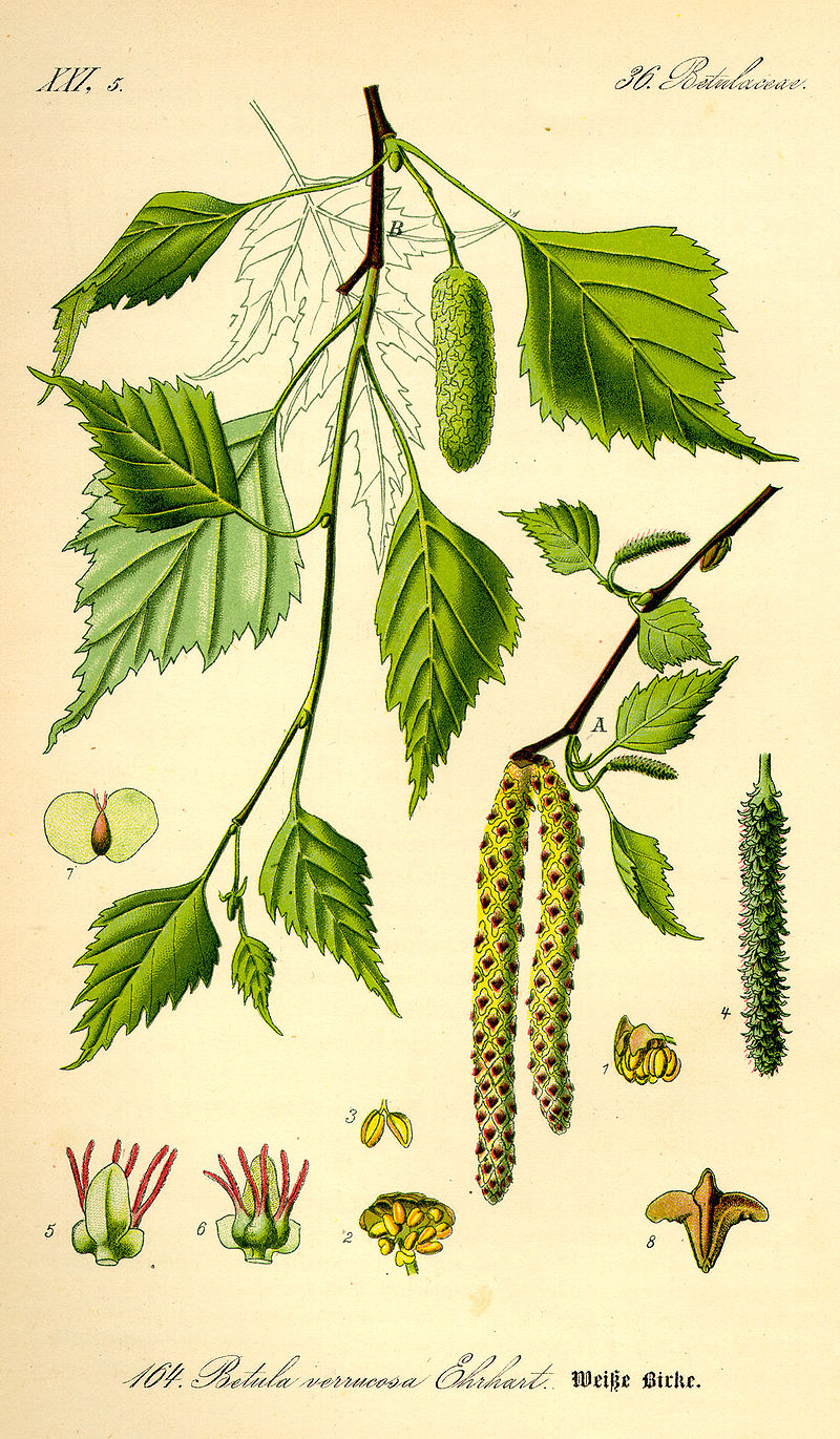 planche botanique bouleau