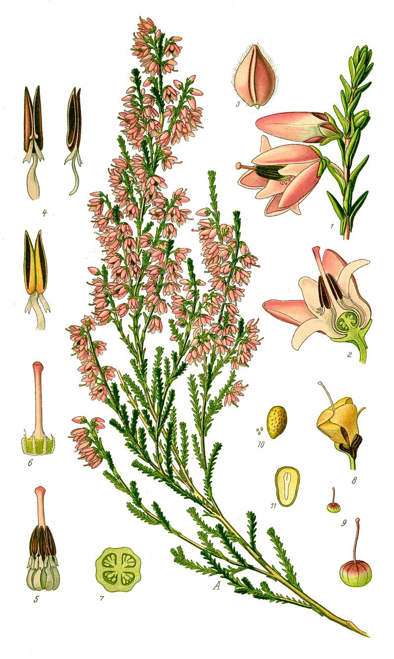 planche botanique bruyère