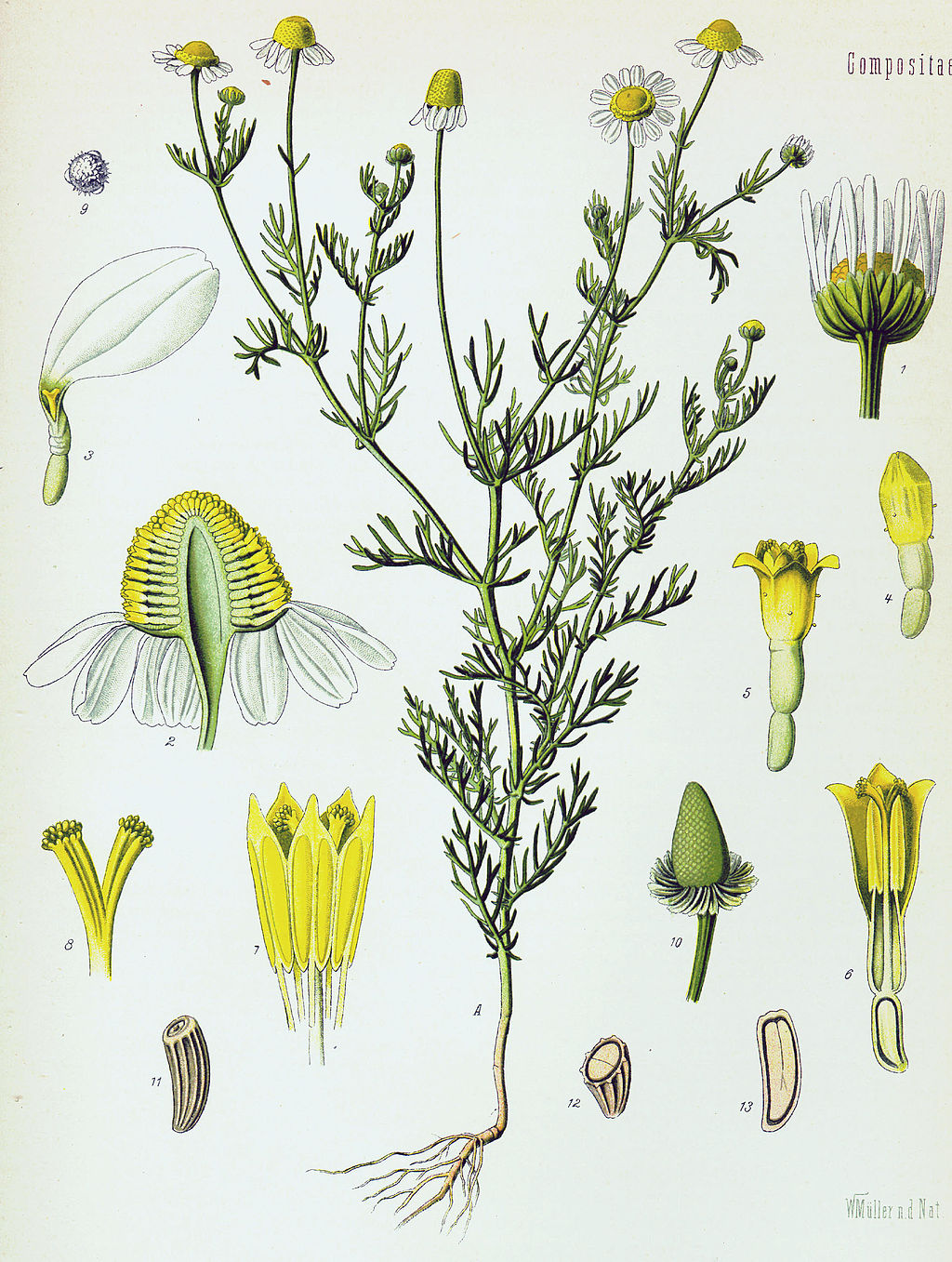 planche botanique camomille matricaire