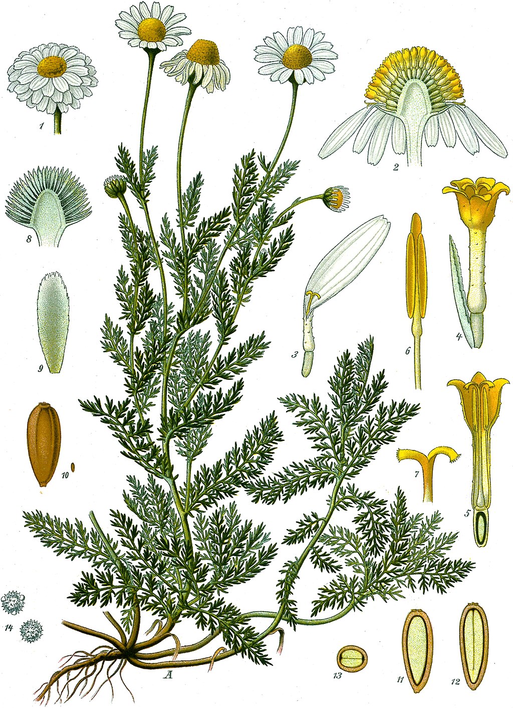 planche botanique camomille romaine