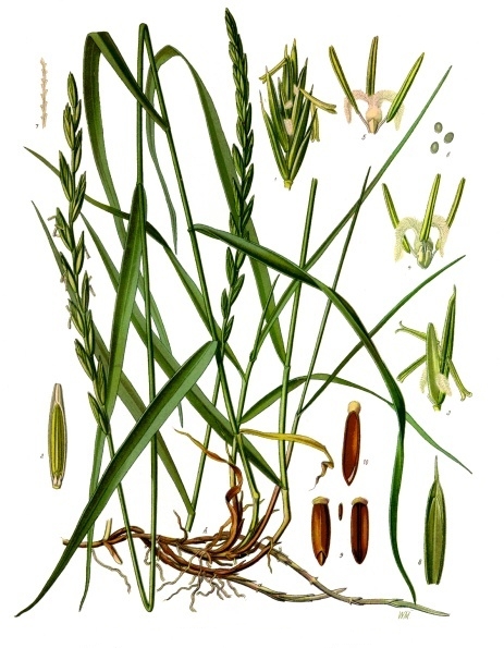 planche botanique chiendent