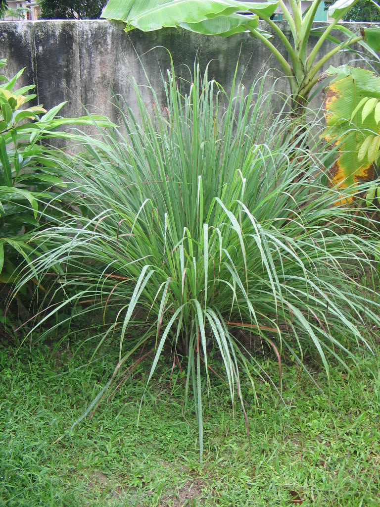 citronnelle