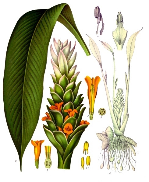 planche botanique curcuma