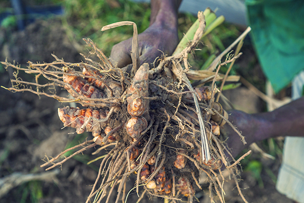 Curcuma rhizome sorti de terre Photo Samuel Avril