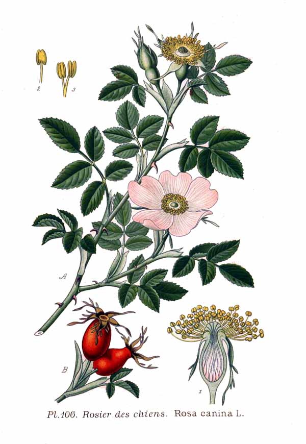 planche botanique cynorrhodon