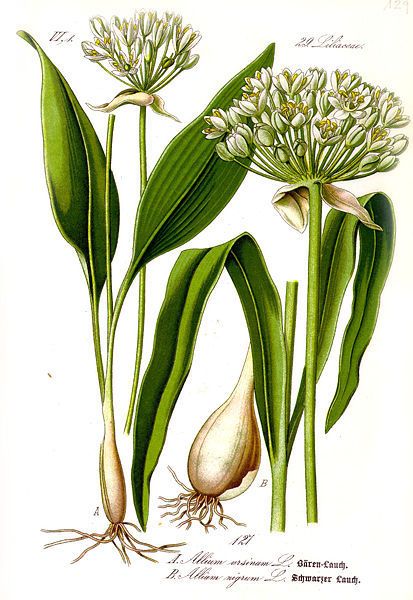 planche botanique échalote