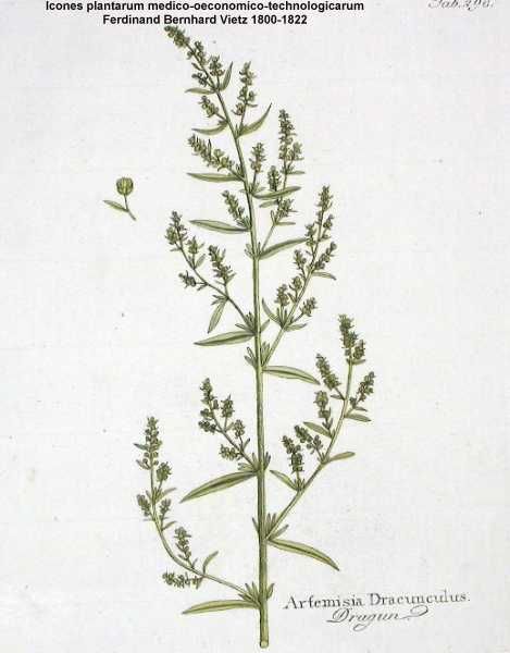 planche botanique estragon