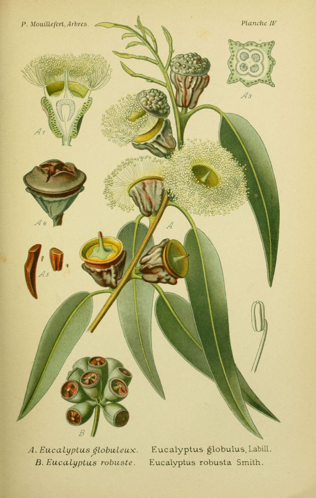 planche botanique eucalyptus