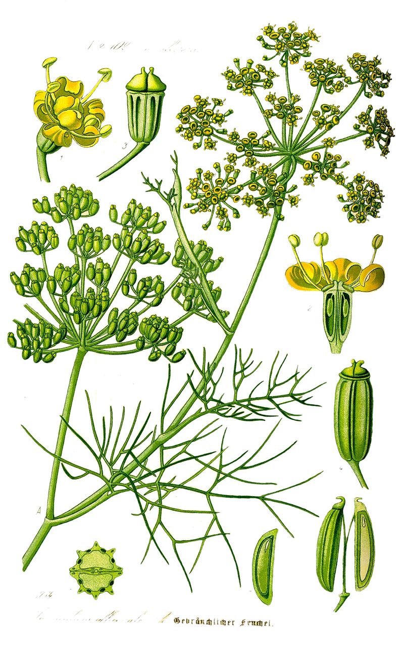 planche botanique fenouil