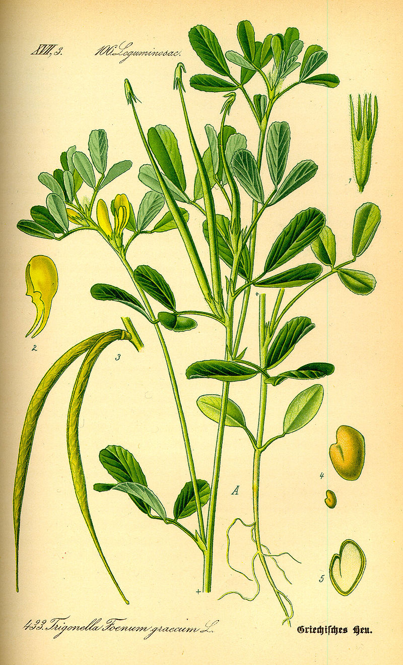planche botanique fenugrec