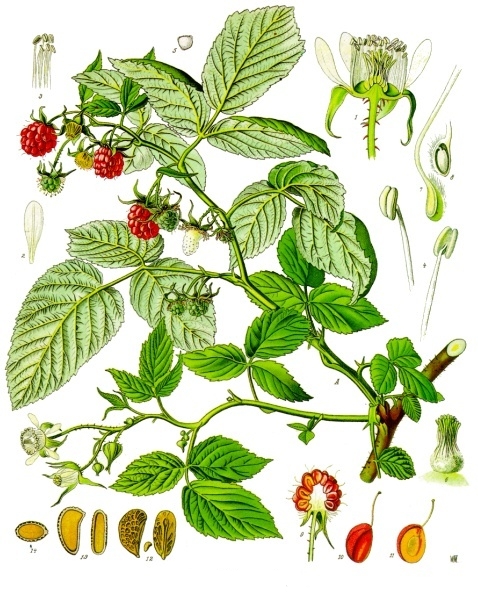planche botanique framboisier