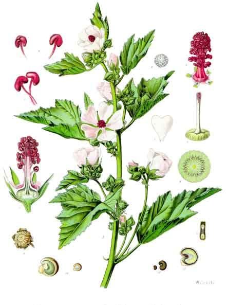 planche botanique guimauve