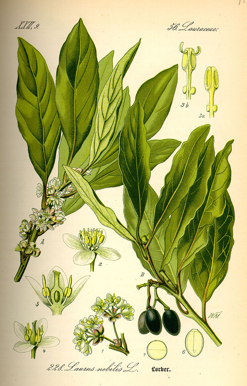 planche botanique laurier