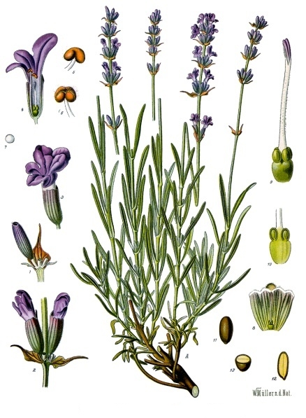 planche botanique lavande