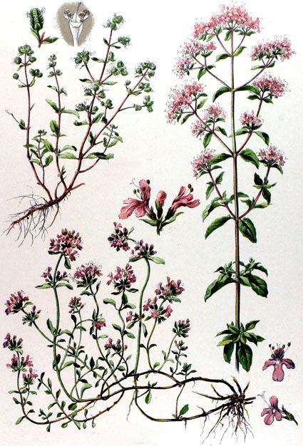 planche botanique marjolaine