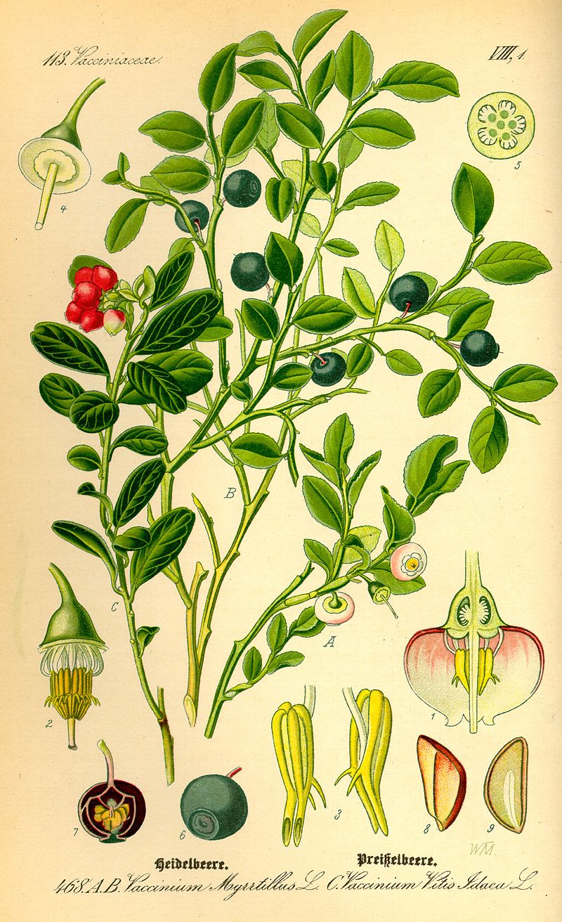 planche botanique myrtille