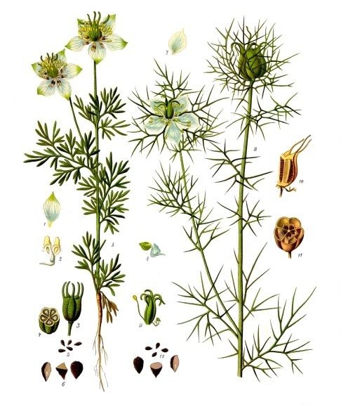 planche botanique nigelle