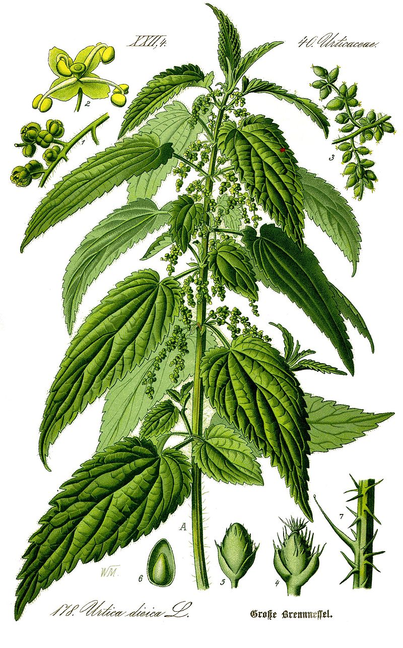 planche botanique ortie