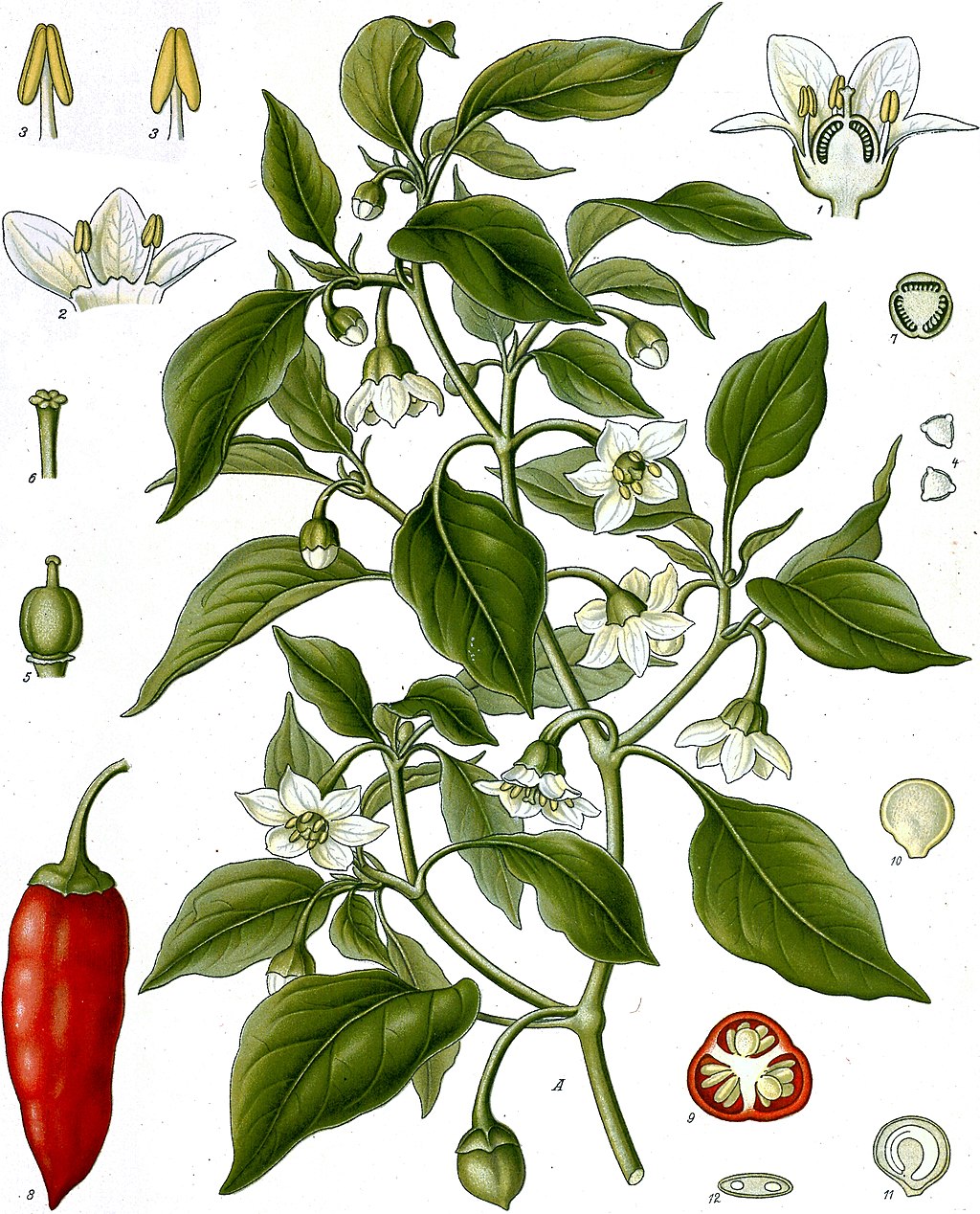 planche botanique paprika