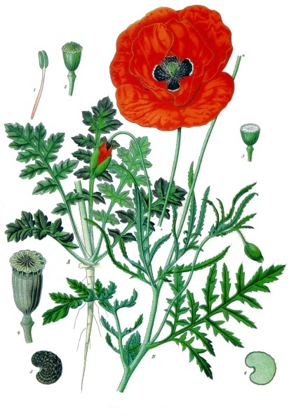 planche botanique pavot