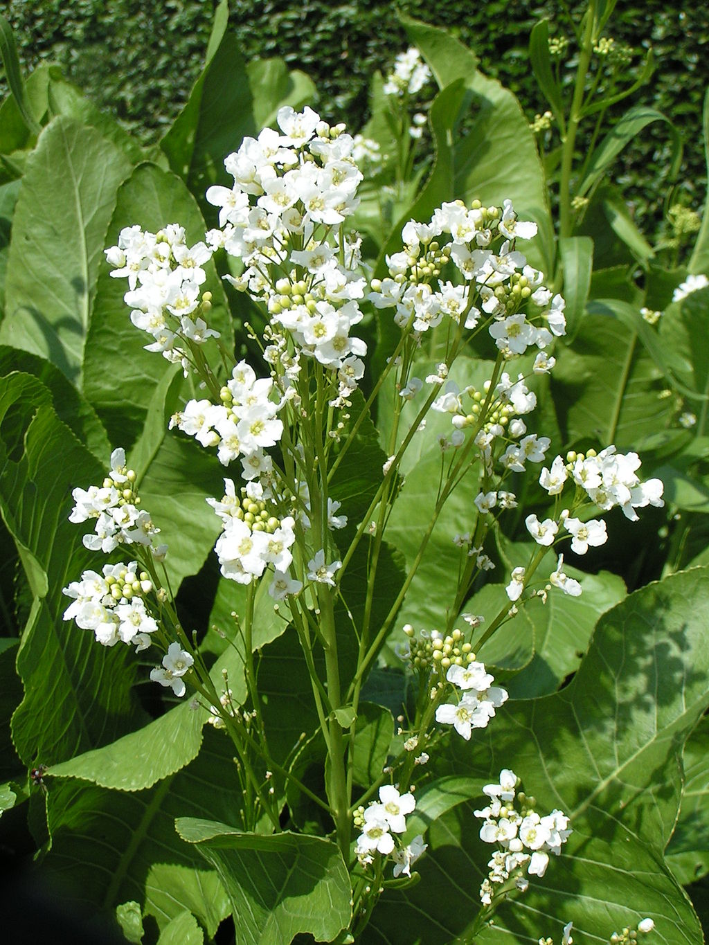 plante raifort