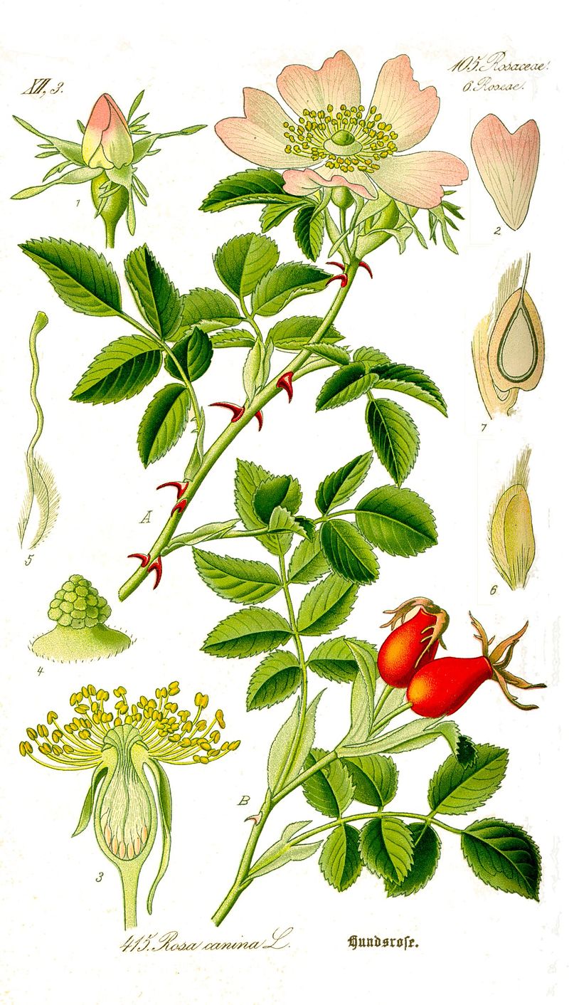 planche botanique rose