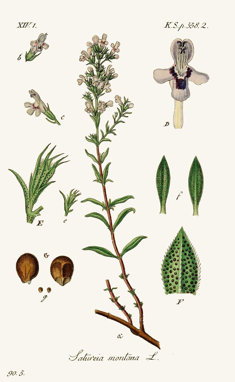 planche botanique sarreitte