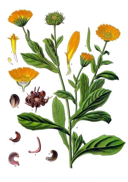 planche botanique souci