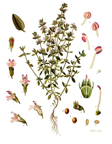 planche botanique thym