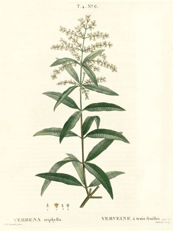 planche botanique verveine