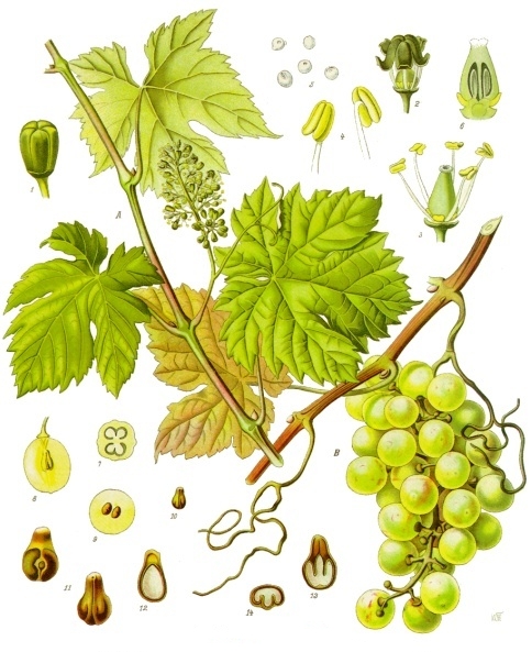 planche botanique vigne rouge