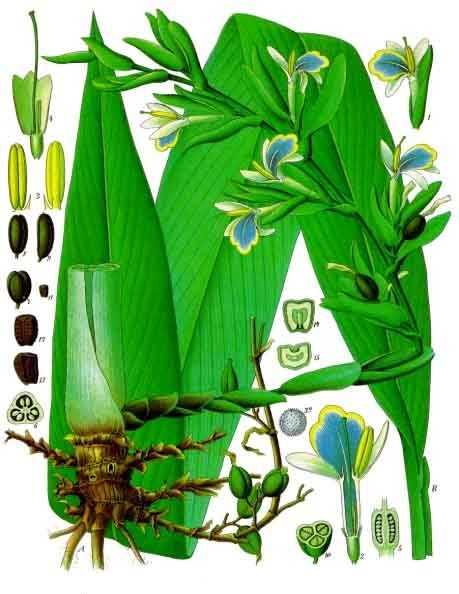 planche botanique cardamome