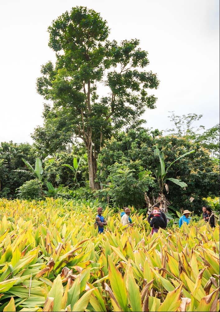 Reforestation Madagascar Parcelle Curcuma_IMG_1708