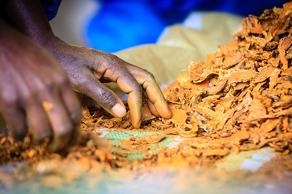 Curcuma Bio Cook Madagascar Tri Chips Sechées Gros plan