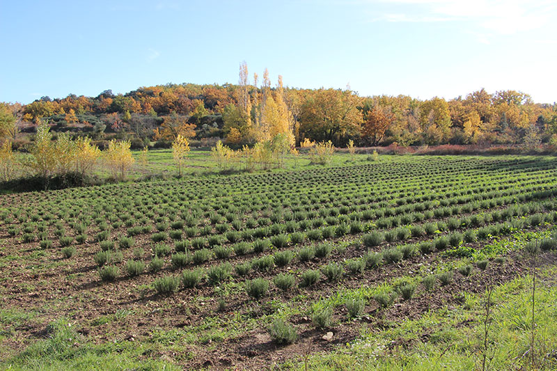 Ferme Biodiversité Arcadie