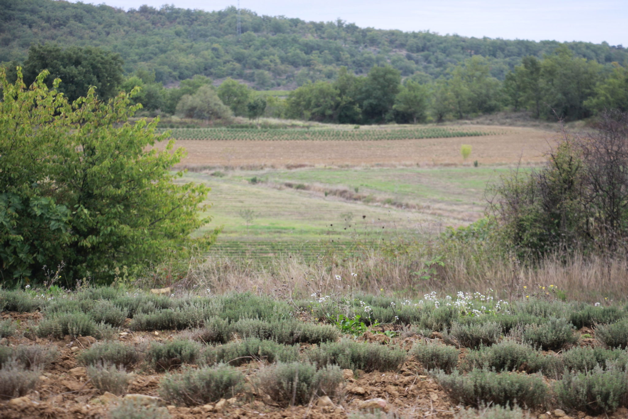 Parcelles de thym et d'origan à Arcadie